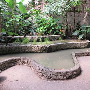 Tropical House - Terraced Pond