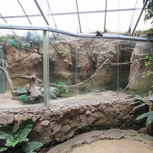 Tropical House - Toco Toucan Exhibit