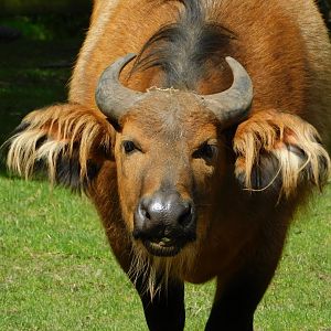 Chester Zoo June 2019