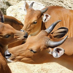 Chester Zoo June 2019