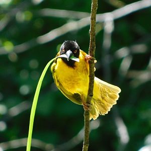 Chester Zoo June 2019