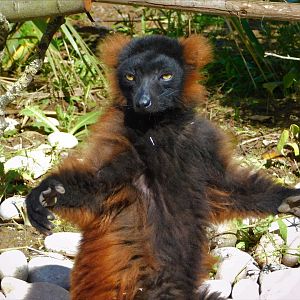 Chester Zoo June 2019