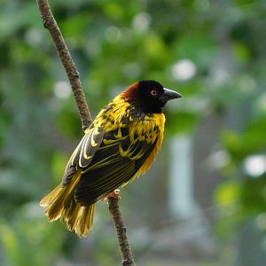 Chester Zoo June 2019