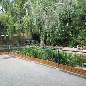 Humboldt Penguin Exhibit