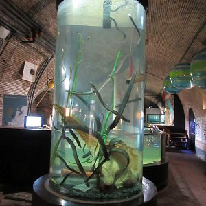 European Eel Exhibit