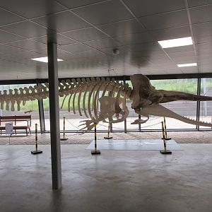Sperm Whale Skeleton