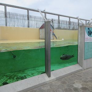 Harbour Seal Exhibit
