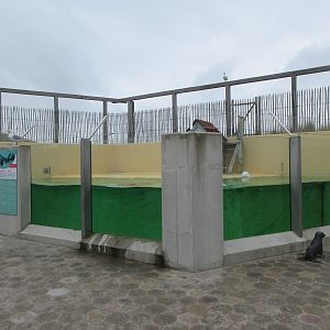 Harbour Seal Exhibit