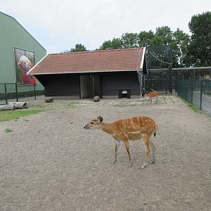 Sitatunga Exhibit