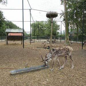 Reindeer Aviary