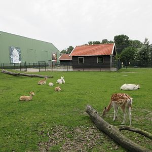Fallow Deer Exhibit