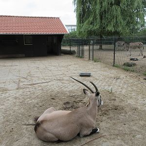 Gemsbok + Grant's Zebra Exhibits