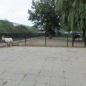 Scimitar-horned Oryx Exhibit (all cement)
