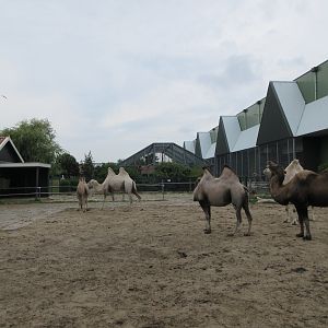 Bactrian Camel Exhibit