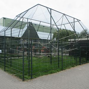 Ring-tailed Lemur Exhibit
