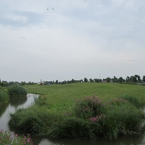 African Savanna (New in 2018) - 4 species