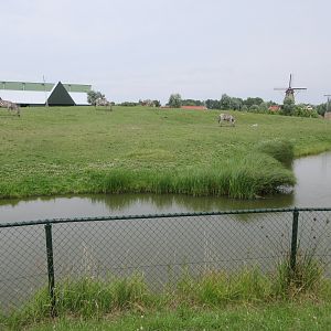 African Savanna (New in 2018) - 4 species