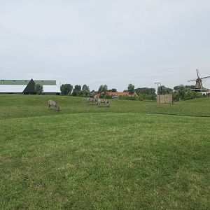 African Savanna (New in 2018) - 4 species