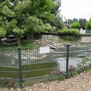 Small-clawed Otter Exhibit