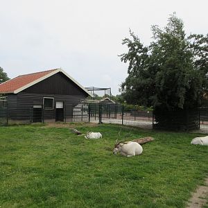 Addax Exhibit