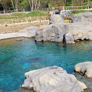 Steller sealion exhibit