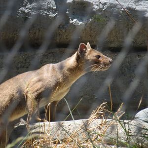 Fossa