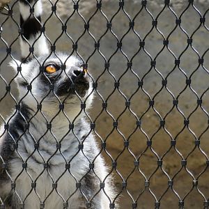 Ring-Tailed Lemur