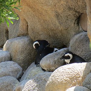 African Penguins