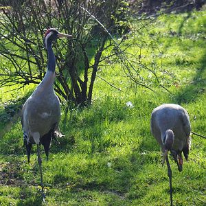 Eurasian cranes (Grus grus grus), 2019-03-30