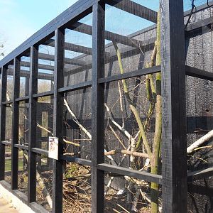 European garden dormouse exhibit, 2019-03-30