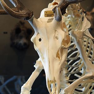 Central European red deer (Cervus elaphus hippelaphus) buck skull, 2019-03-30