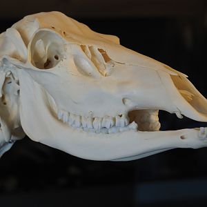 Central European red deer (Cervus elaphus hippelaphus) doe skull, 2019-03-30