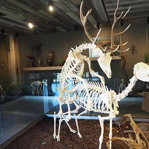 Limburg House museum floor with mounted red deer skeletons, 2019-03-30