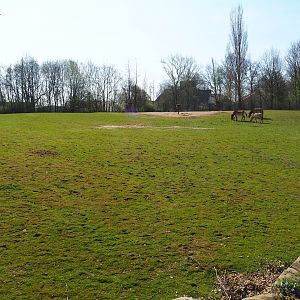 Przewalski's horse paddock, 2019-03-30
