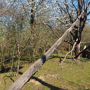Red panda and Reeves's muntjac exhibit, 2019-03-30
