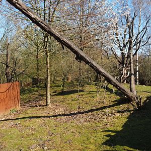Red panda and Reeves's muntjac exhibit, 2019-03-30