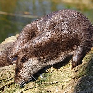 Eurasian otter (Lutra lutra lutra), 2019-03-30