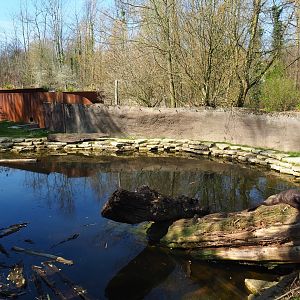 Eurasian otter exhibit, 2019-03-30