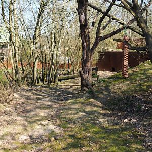 Red panda and Reeves's muntjac exhibit, 2019-03-30