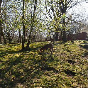 Red panda and Reeves's muntjac exhibit, 2019-03-30