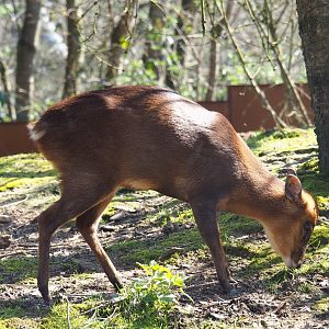 Reeves's muntjac (Muntiacus reevesi), 2019-03-30