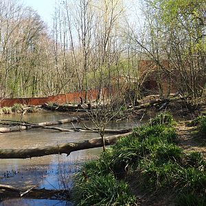 Red panda and Reeves's muntjac exhibit - Pool area, 2019-03-30
