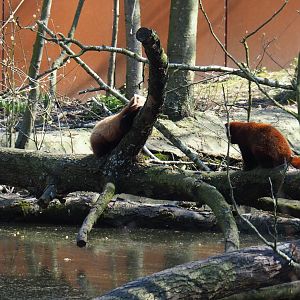 Red pandas (Ailurus fulgens) on logs by pool, 2019-03-30