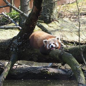 Red panda (Ailurus fulgens), 2019-03-30