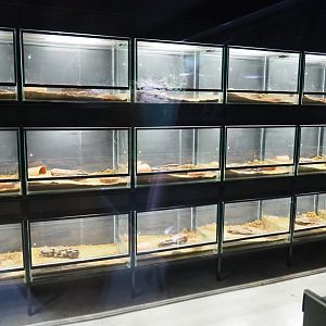 Fire salamander breeding center, 2019-03-30