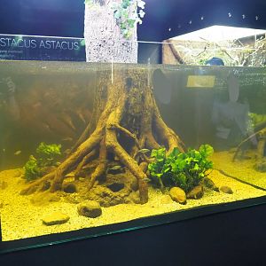 Three-spined stickleback aquarium, 2019-03-30