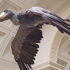Shoebill taxidermy