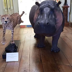 Hippo and cheetah taxidermy