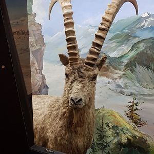 Ibex diorama