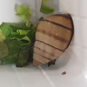 Onthalicus floridensis